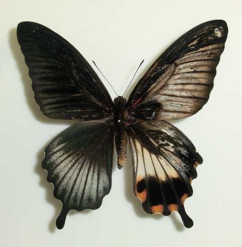 Papilo lowii Gynandromorph (Palawan Is. Philippines) (Internet Image property of respective owner, non-commercial use only)